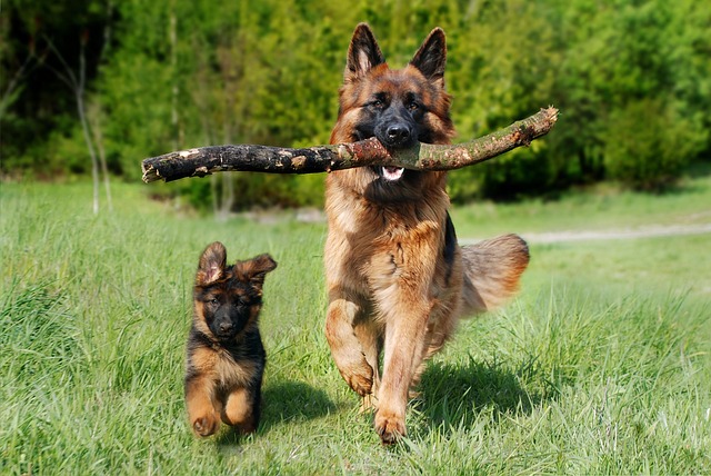 Artrose bij honden: Herkenning, oorzaken en ondersteuning